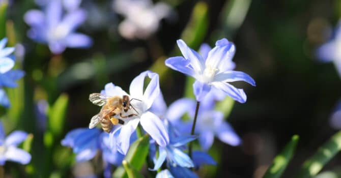 Honigbiene Und Rostrote Mauerbiene