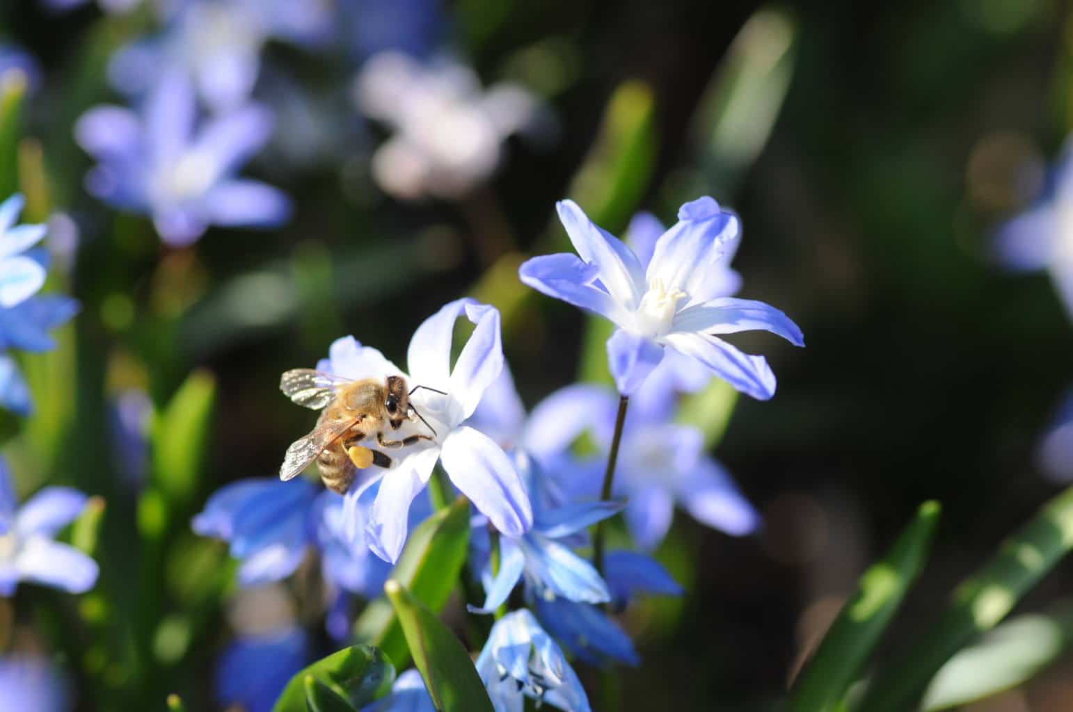 Honigbiene und Rostrote Mauerbiene