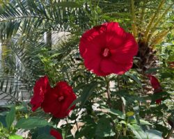 Verschwenderische Blütenpracht: Hibiskus