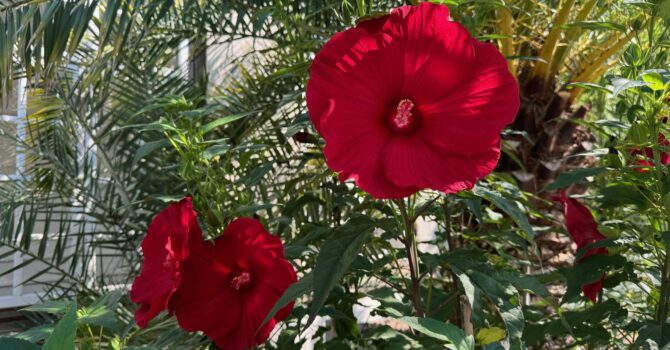 Verschwenderische Blütenpracht: Hibiskus