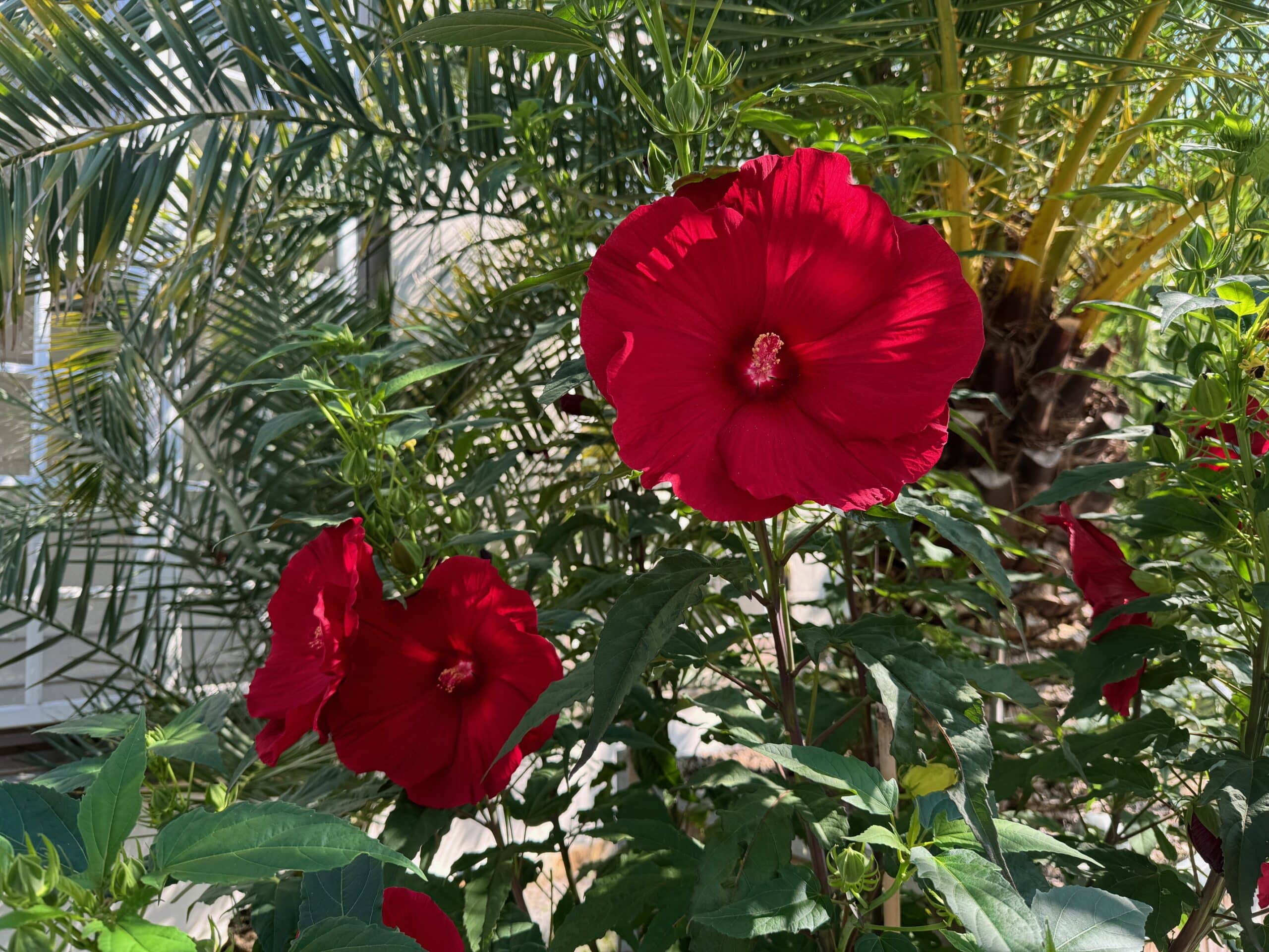 Verschwenderische Blütenpracht: Hibiskus