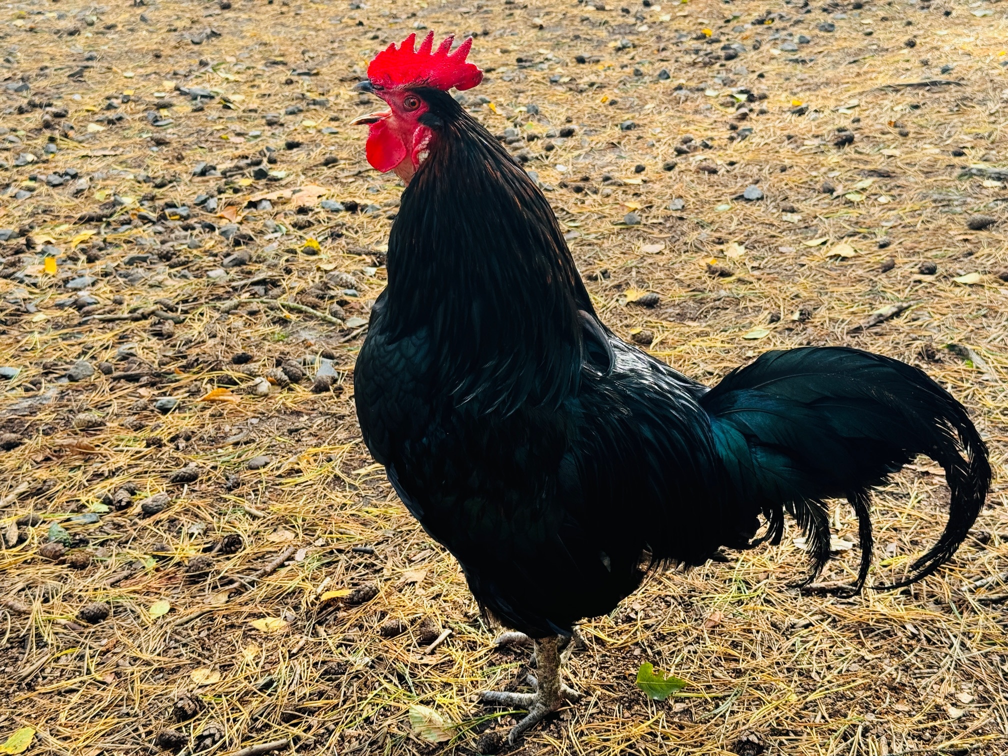 Der schwarze Hahn