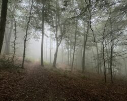 Herrschaft und Befreiung: Freiheit wird erreicht im Waldgang.