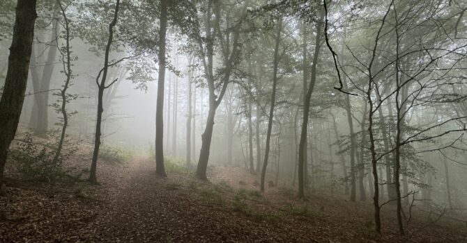 Herrschaft und Befreiung: Freiheit wird erreicht im Waldgang.