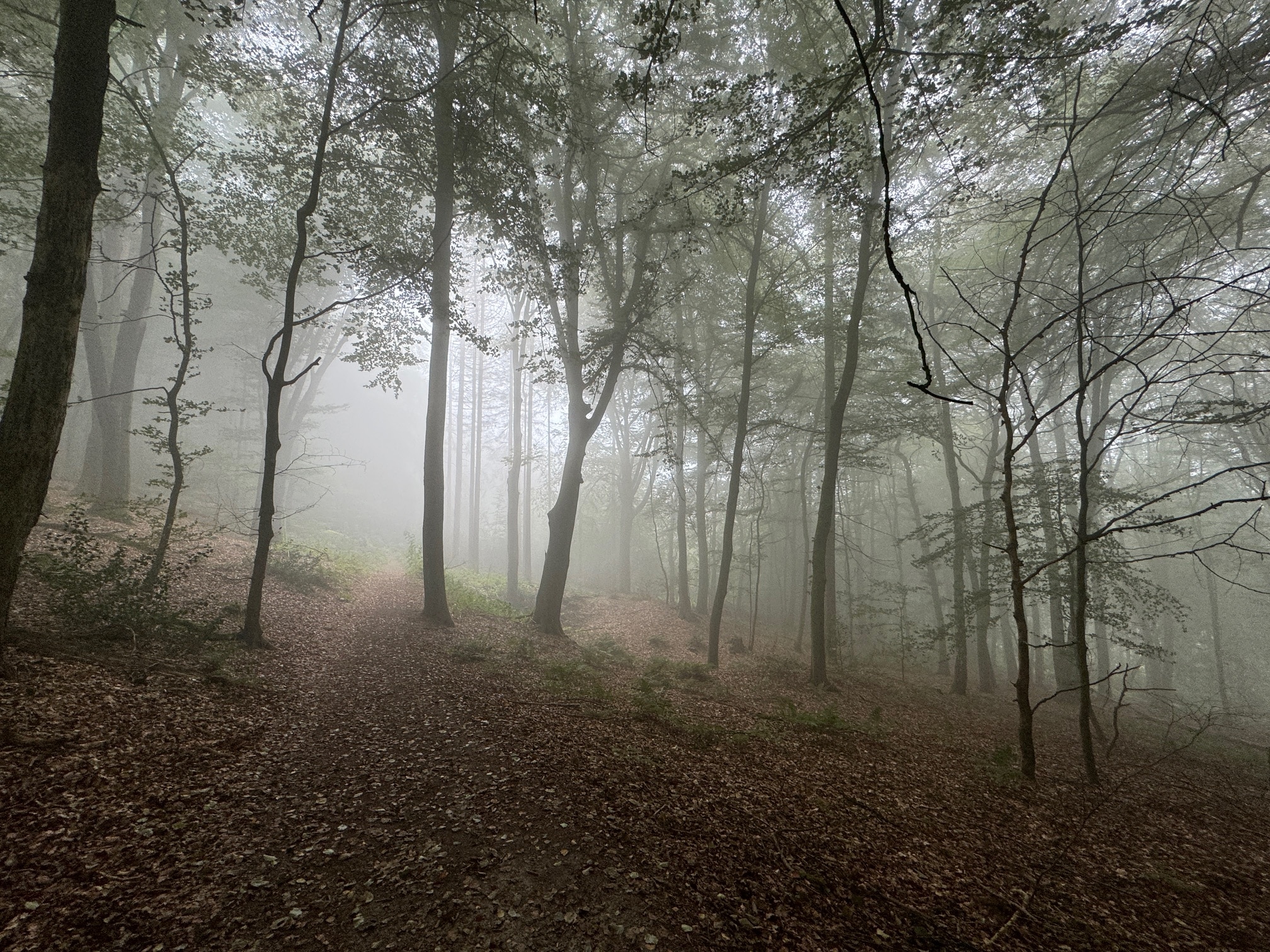 Herrschaft und Befreiung: Freiheit wird erreicht im Waldgang.