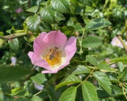 Das Erotische in der Natur