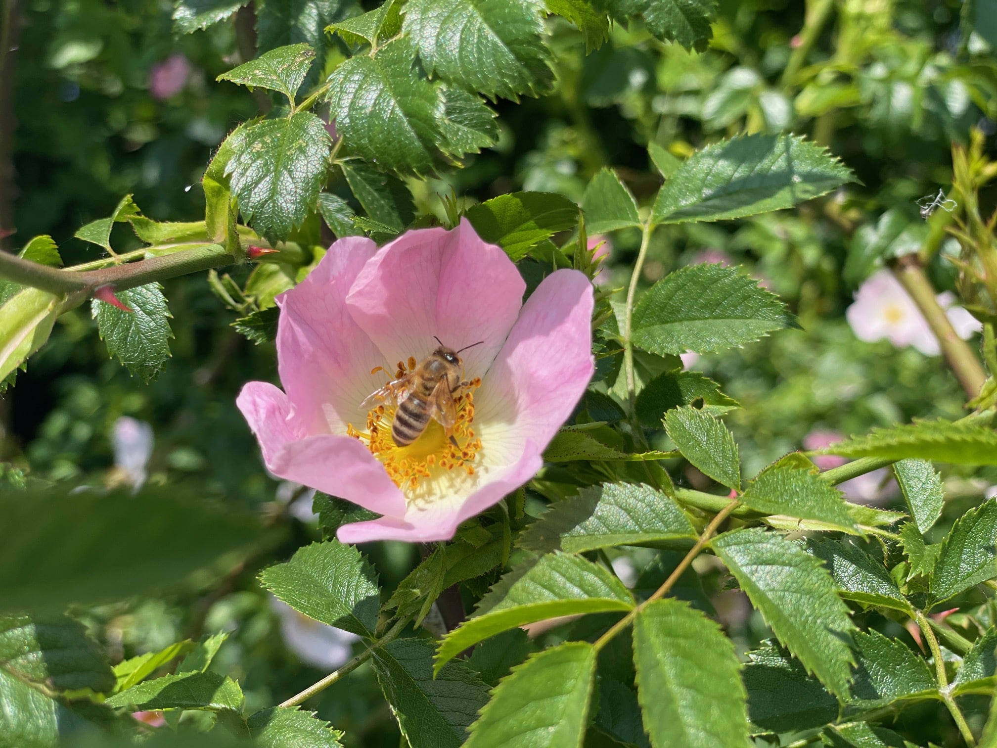 Das Erotische in der Natur