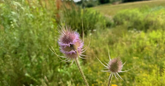 Wilde Karde: Symbol eines starken Denkens