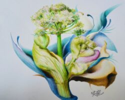 Engelwurz von Egle Pakarklyte