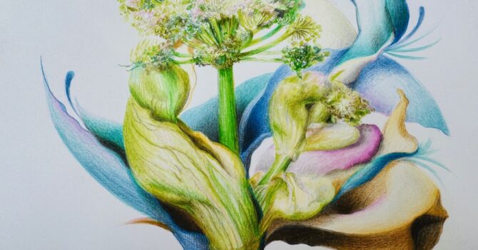 Engelwurz von Egle Pakarklyte