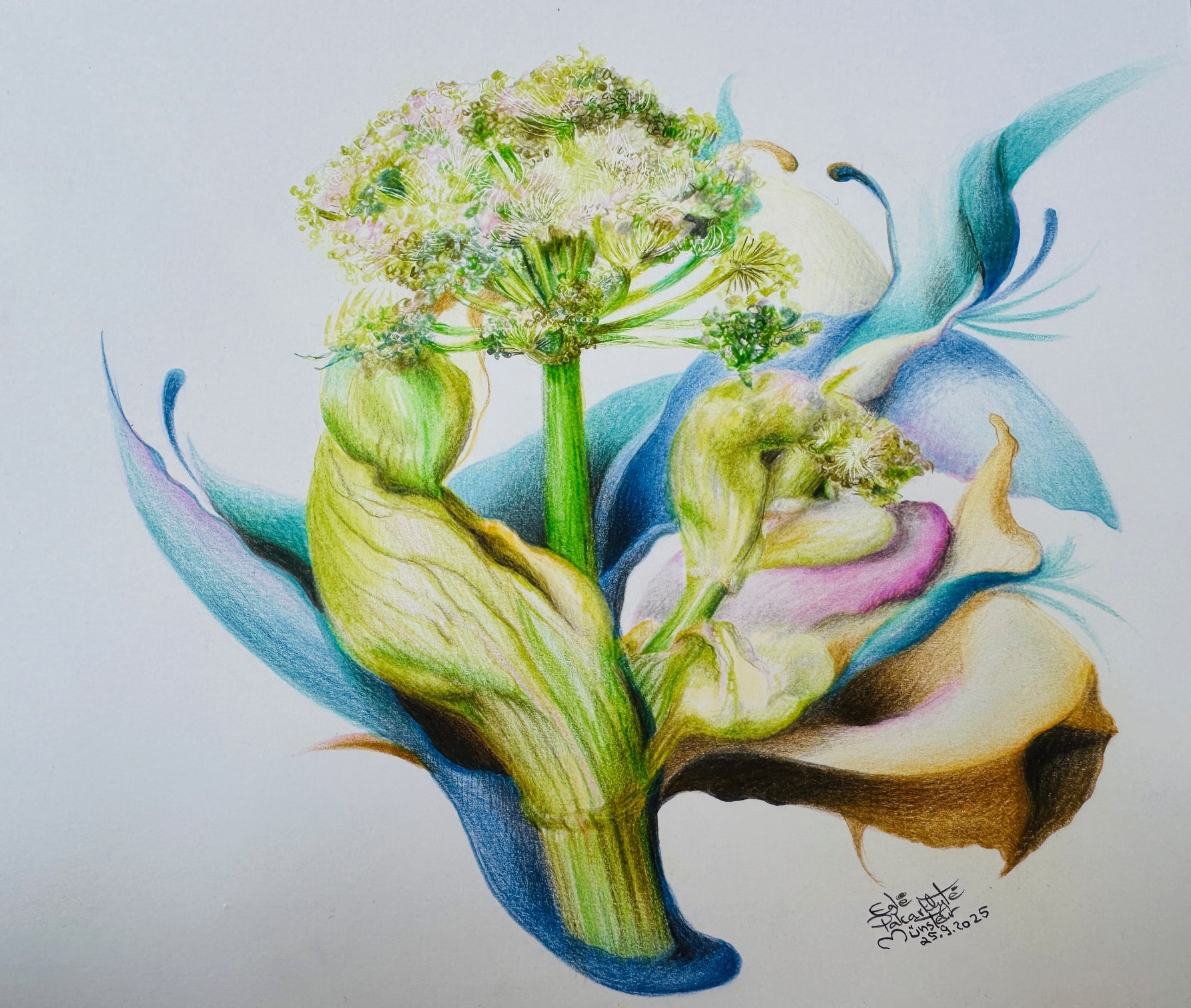 Engelwurz von Egle Pakarklyte