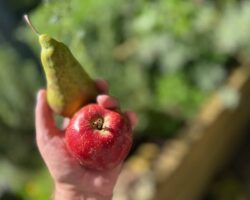 Äpfel mit Birnen vergleichen