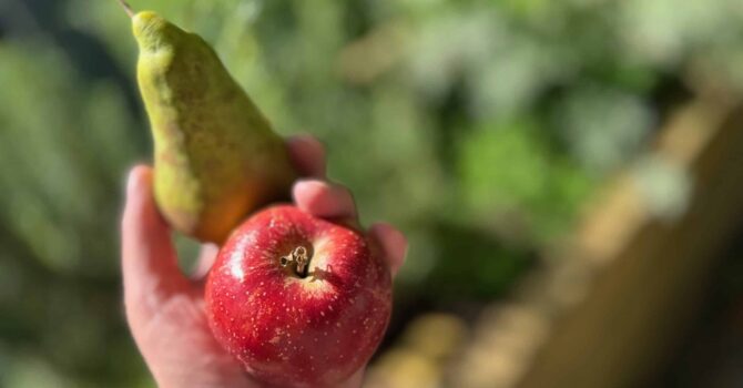 Äpfel mit Birnen vergleichen