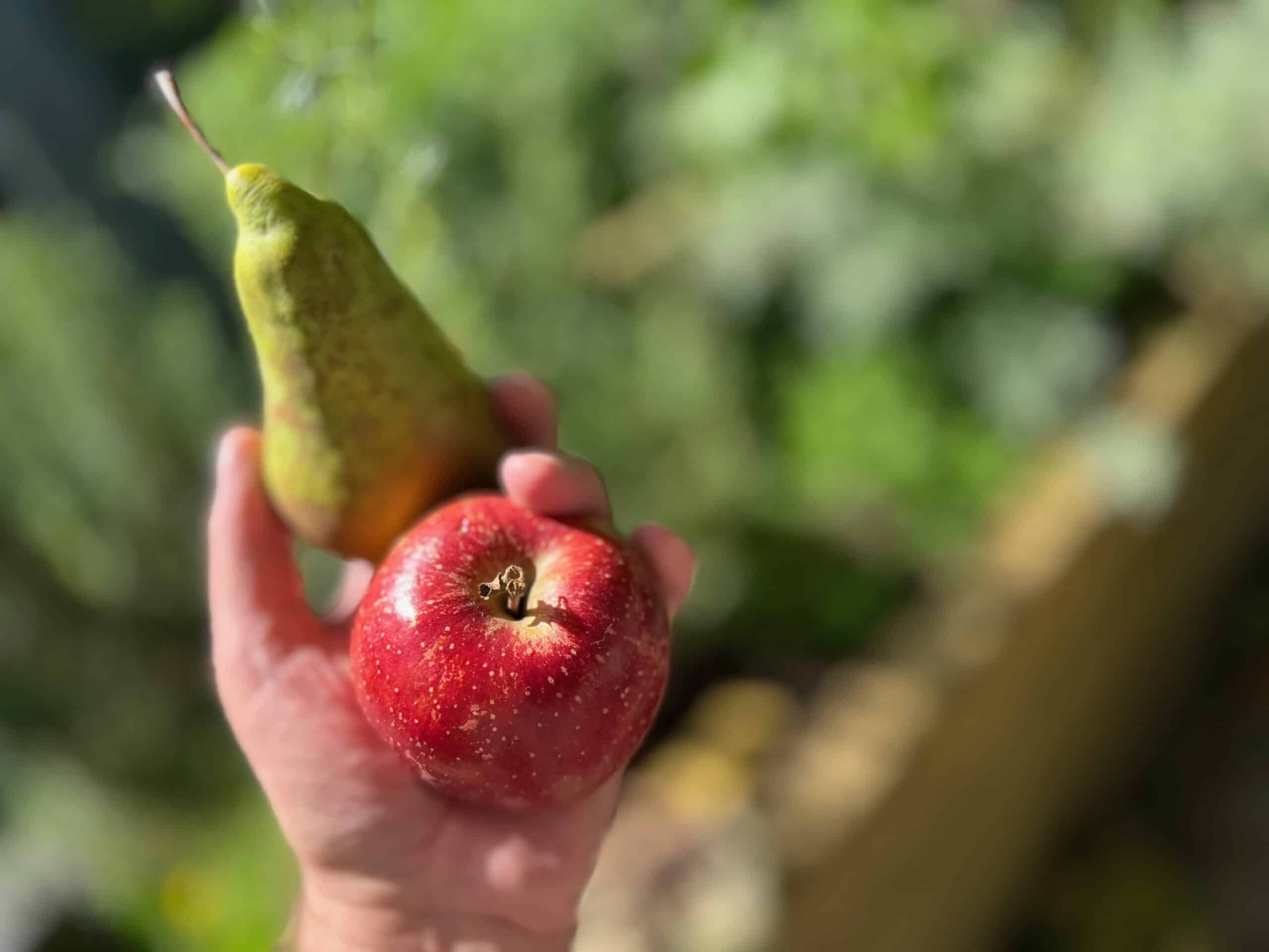 Äpfel mit Birnen vergleichen