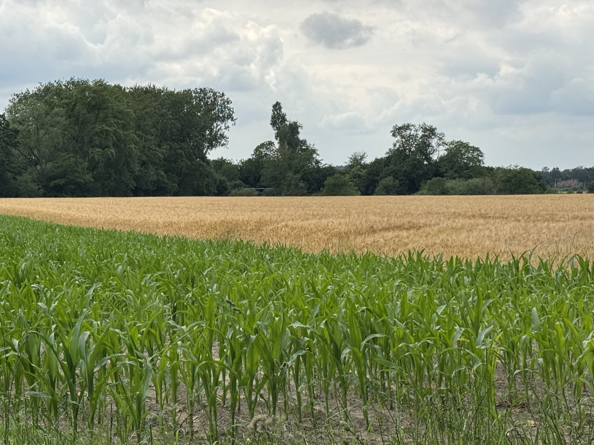 Feine Unterschiede