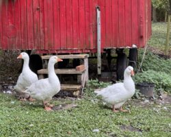 Gänse im Grünwerkstätten Gartencafé