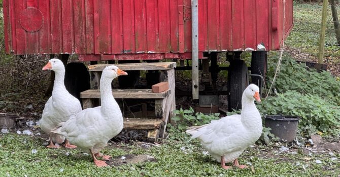 Gänse im Grünwerkstätten Gartencafé