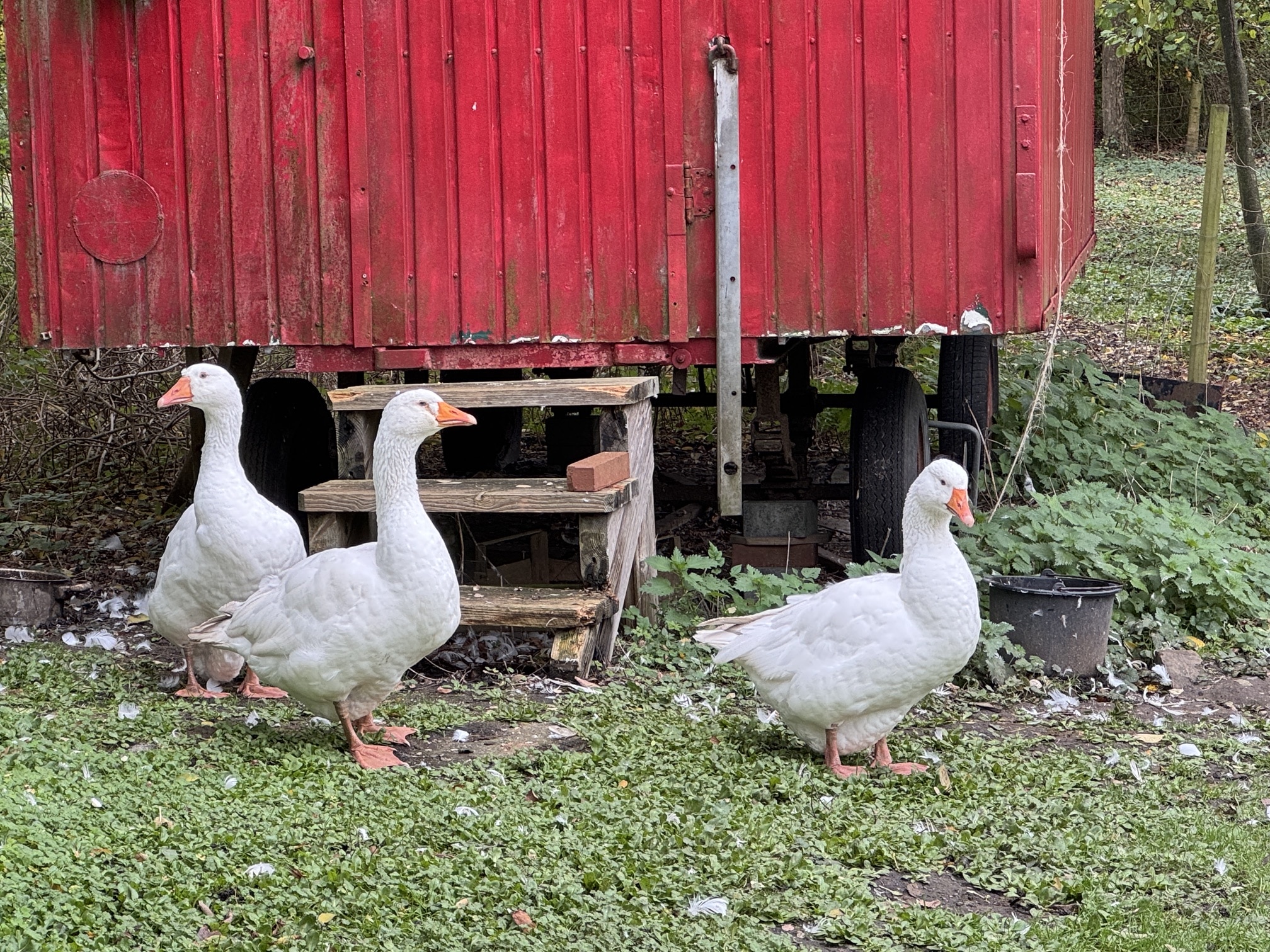 Gänse im Grünwerkstätten Gartencafé